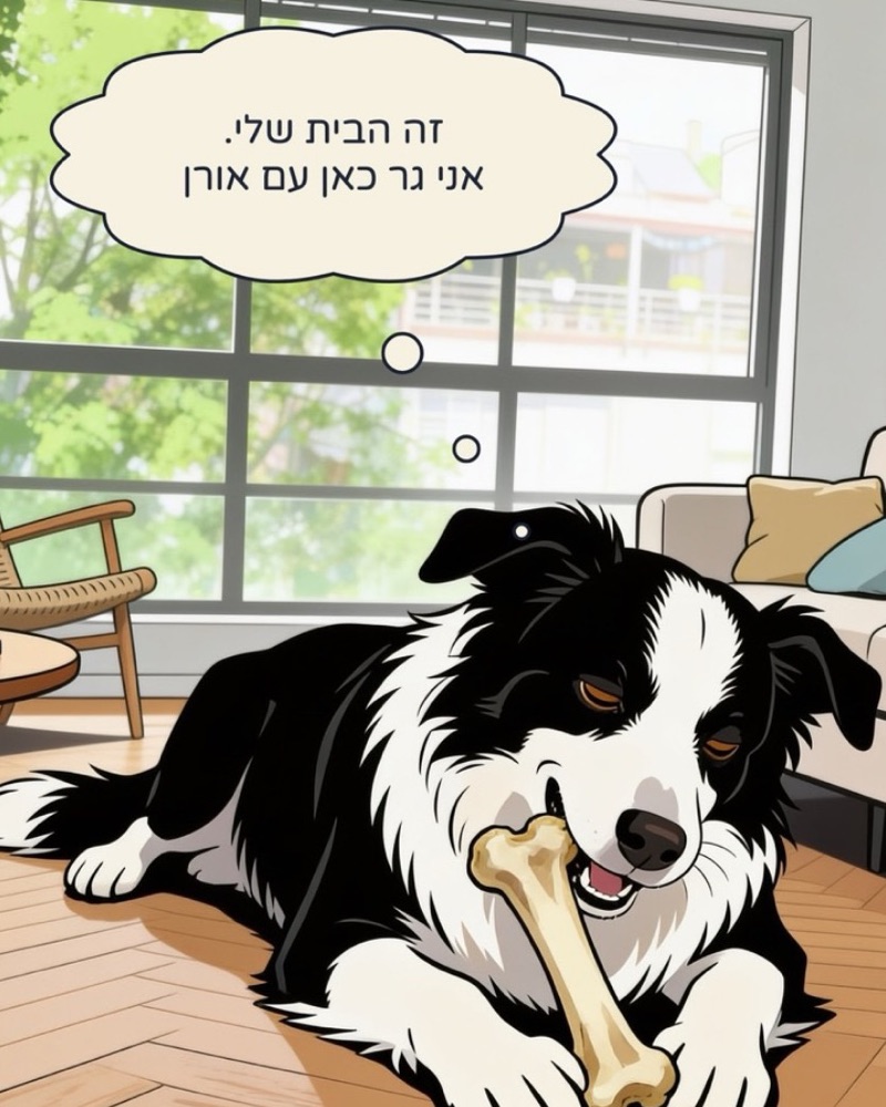 Berkovitz and Olive: a border collie chewing a bone in a sunny living room
